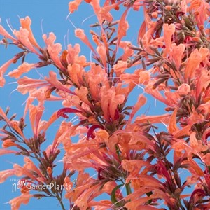  Sunrise®' Orange'  Hyssop