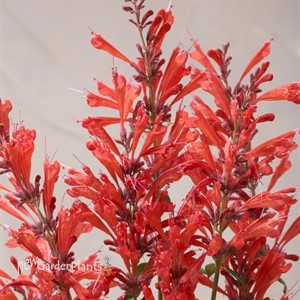 'Red' Sunrise® Agastache