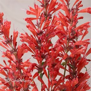 'Red' Sunrise® Agastache