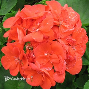 'Rocky Mountain™ Orange'  Cut Geranium