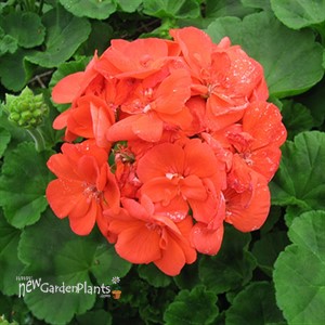 'Rocky Mountain™ Orange'  Cut Geranium