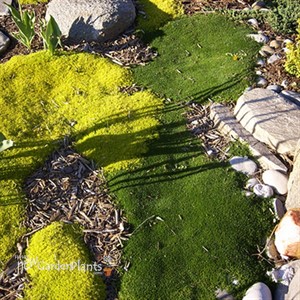 Subulata Irish Moss
