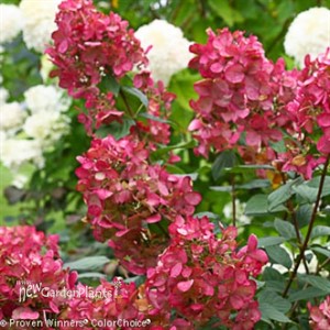 Fire Light  Hydrangea