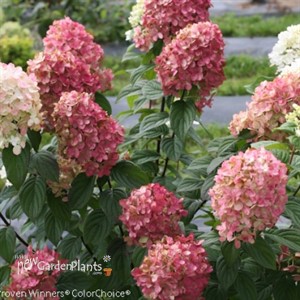 Fire Light  Hydrangea