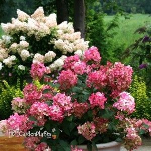 Fire Light  Hydrangea