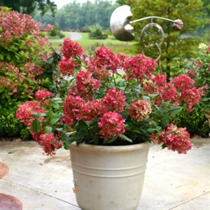 Fire Light  Hydrangea