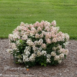 'Little Quick Fire'®  Hydrangea
