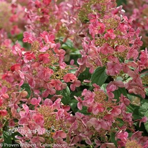 'Little Quick Fire'®  Hydrangea