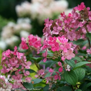 'Little Quick Fire'®  Hydrangea