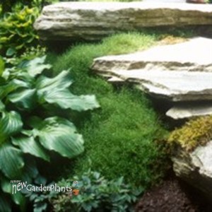 Subulata Irish Moss