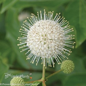 Sugar Shack Dwarf Buttonbush