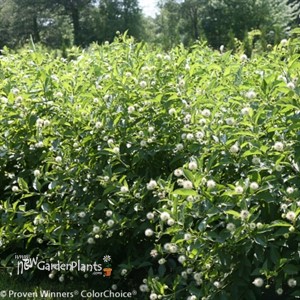Sugar Shack Dwarf Buttonbush