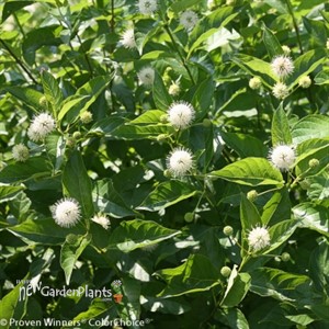 Sugar Shack Dwarf Buttonbush