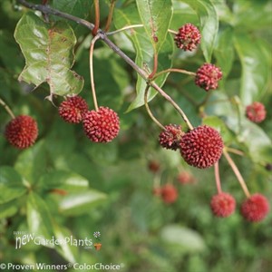 Sugar Shack Dwarf Buttonbush