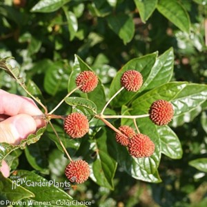 Sugar Shack Dwarf Buttonbush