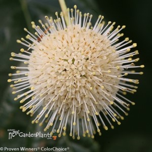 Sugar Shack Dwarf Buttonbush