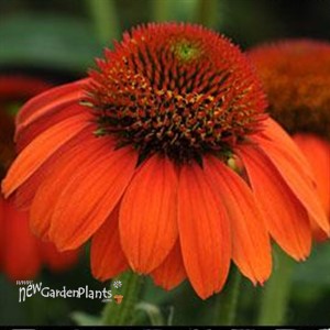Sombrero® 'Flamenco Orange' Coneflower