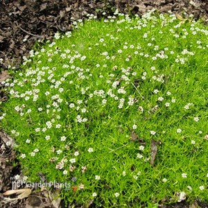 Subulata Irish Moss