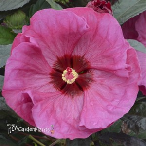 SUMMERIFIC® 'Berry Awesome'
