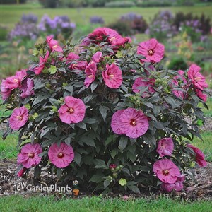 SUMMERIFIC® 'Berry Awesome'