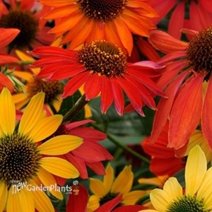 'Cheyenne Spirit'  Conefower