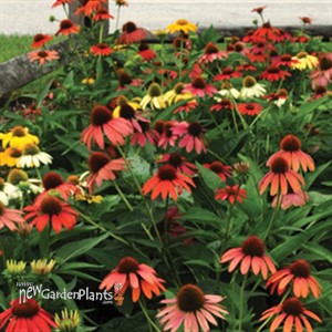 'Cheyenne Spirit'  Conefower