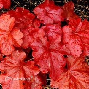 'Fire Alarm' Coral Bell