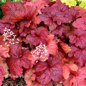 'Fire Alarm' Coral Bell