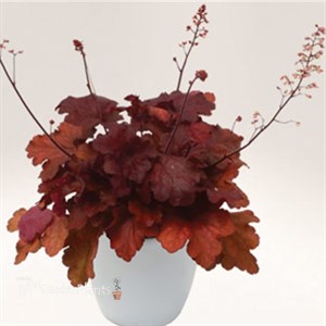 'Fire Alarm' Coral Bell