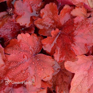 'Fire Alarm' Coral Bell