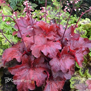 'Fire Alarm' Coral Bell