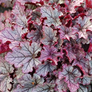 'Spellbound' Coral Bells