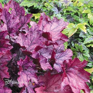 'Spellbound' Coral Bells