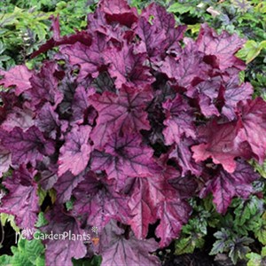 'Spellbound' Coral Bells