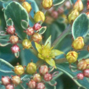 kamtschatium Variegatum