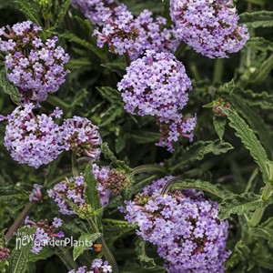 Meteor Shower™ Verbena bonariensis