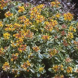 kamtschatium Variegatum