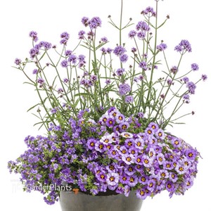Meteor Shower™ Verbena bonariensis