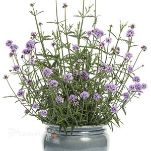 Meteor Shower™ Verbena bonariensis