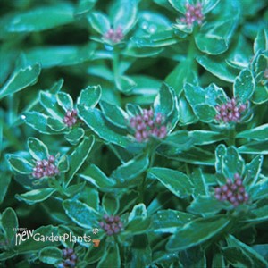 kamtschatium Variegatum