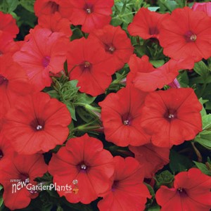 Surfinia® 'Deep Red'