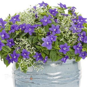 Endless™ Illumination Browallia hybrid