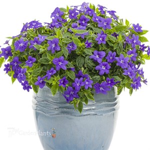 Endless™ Illumination Browallia hybrid