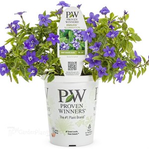 Endless™ Illumination Browallia hybrid