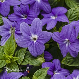 Endless™ Illumination Browallia hybrid