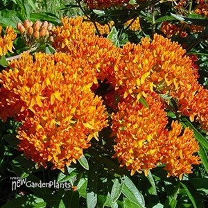 Butterfly Weed Tuberosa