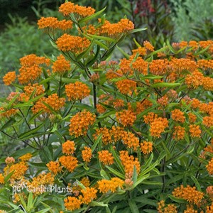 Butterfly Weed Tuberosa
