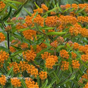 Butterfly Weed Tuberosa