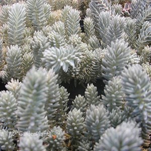'Blue Spruce' Stonecrop