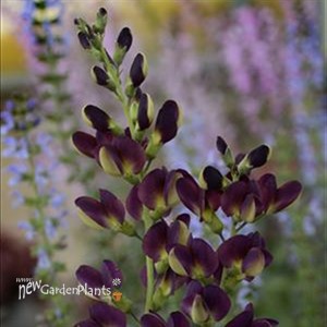 Grape Tafty False Indigo